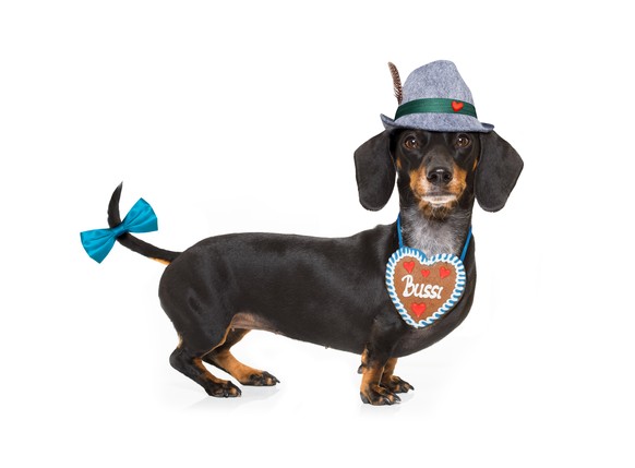 bavarian dachshund or sausage dog with gingerbread and mug isolated on white background , toasting for the beer celebration festival in munich