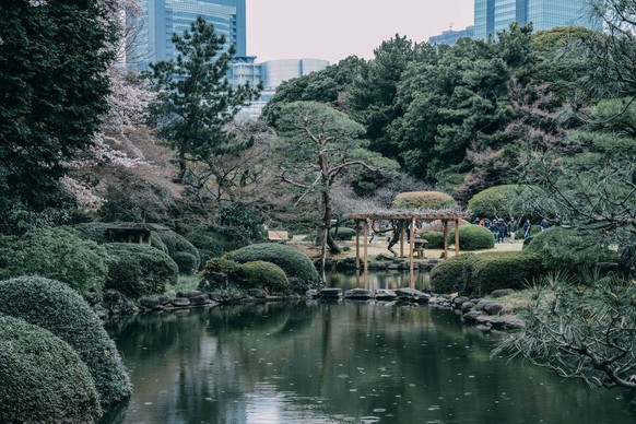 March 23, 2018 - Tokyo, Tokyo, China - Tokyo, Japan-Cherry flowers blossom at Shinjuku Gyoen National Garden in Tokyo, Japan. The Shinjuku Gyoen National Garden is a large park and garden in Shinjuku  ...