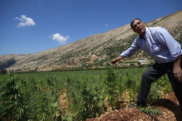 In this Monday, July 23, 2018, photo, Mayez Shrief, 65, who has planted cannabis for decades checks a cannabis field as he speaks with The Associated Press in the village of Yammoune, 25 kilometers (a ...
