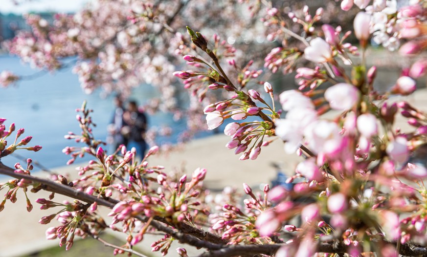 03.04.2021, Hamburg: P�nktlich zu Ostern beginnen die Kirschb�ume an Hamburgs Binnenalster zu bl�hen. Foto: Markus Scholz/dpa +++ dpa-Bildfunk +++