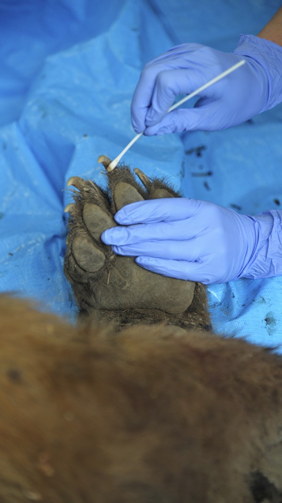 In this photograph provided by the Colorado Department of Parks and Wildlife, the paw of a bear believed to have mauled a young child is examined after being shot and killed Monday, May 14, 2018, in G ...