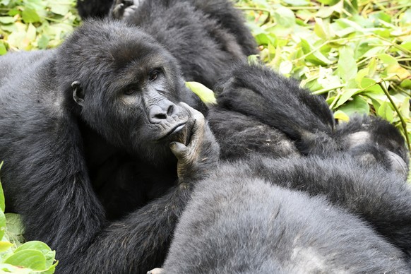 Eastern lowland gorilla Gorilla beringei graueri family group resting in equatorial forest of Kahuzi Biega National Park. South Kivu, Democratic Republic of Congo, Africa PUBLICATIONxINxGERxSUIxAUTxON ...