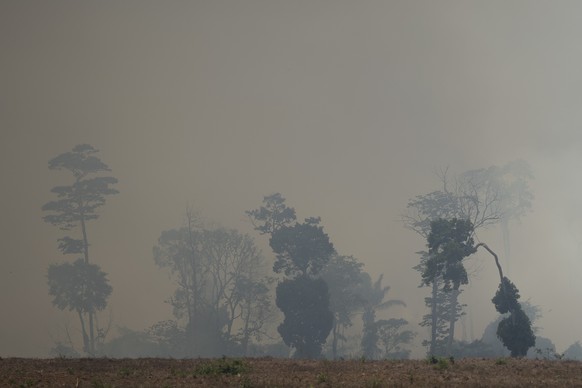 Das Feuer verschlingt ein Feld in Novo Progresso im Norden Brasiliens im Amazonasgebiet.