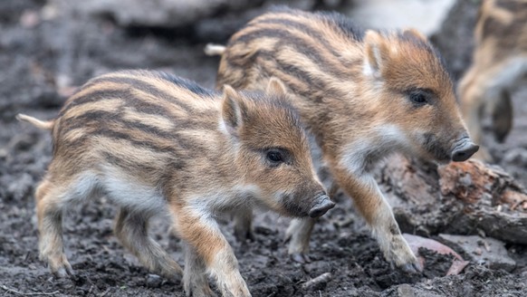 12.04.2018, Nordrhein-Westfalen, Witten: Zwei junge Wildschweine, sogenannte Frischlinge, laufen im Wildgehege am Hohenstein im Synchronschritt durch ihr Freigehege. Foto: Bernd Thissen/dpa +++ dpa-Bi ...