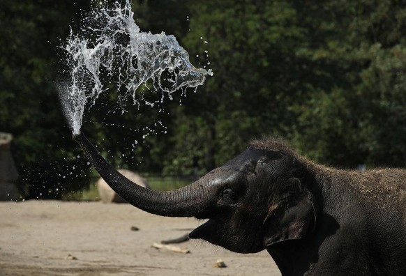 BERLIN, GERMANY - AUGUST 07: A baby Asian elephant squirts water over his head at Tiergarten zoo during hot weather on August 7, 2018 in Berlin, Germany. Forecasts called for 37 degrees Celsius today  ...