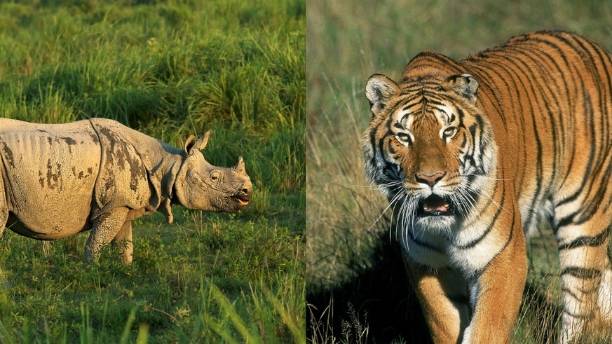 Nashörner und Tiger gehören beide zu den bedrohten Tierarten. Ihr Bestand ist auch von Wilderen bedroht.&nbsp;