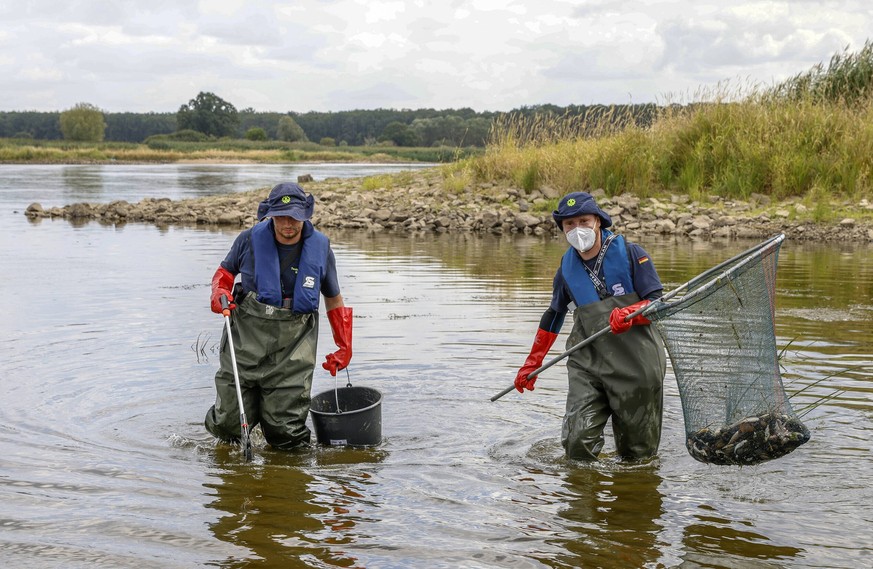 Offenbar gibt es mehrere Gründe für das massenhafte Fischsterben in der Oder.