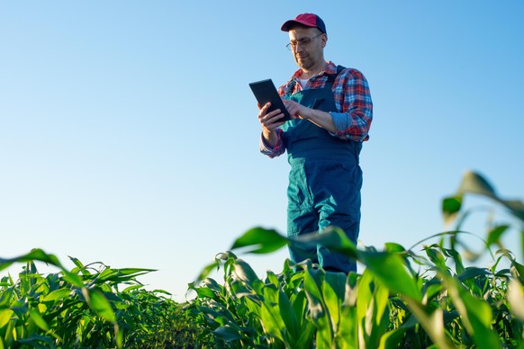 Caucasian middle age farm worker using tablet computer at maize field || Modellfreigabe vorhanden