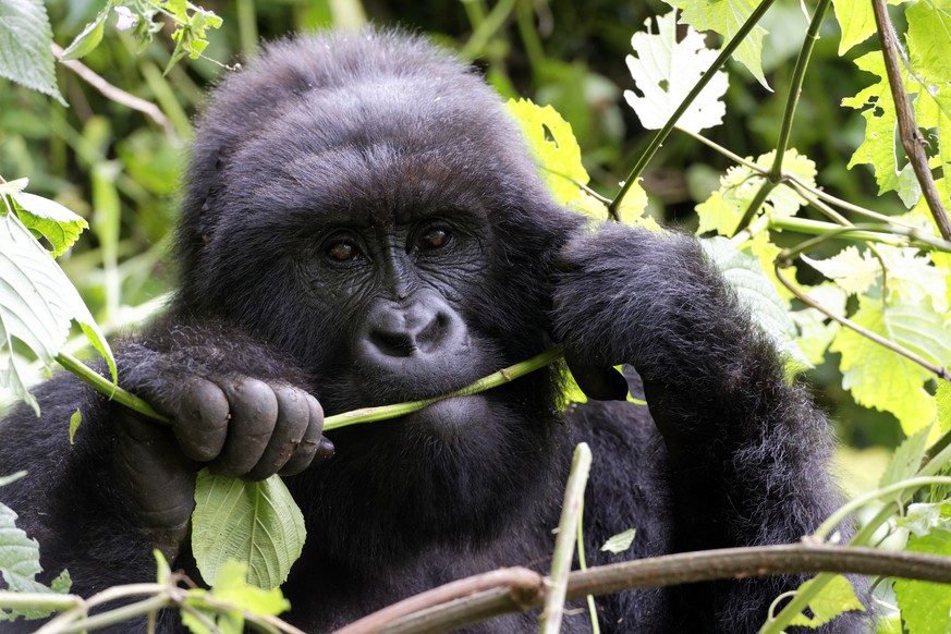 Mountain gorilla Gorilla beringei beringei female feeding in forest Virunga National Park, Democratic Republic of Congo, Africa PUBLICATIONxINxGERxSUIxAUTxONLY 1547993 EricxBaccega