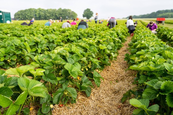 Erdbeerenernte - polnische Erntehelfer pflücken Erdbeeren auf einer Erdbeerplantage. Erdbeersaison - sind die Erdbeeren reif, müssen die Felder in kurzer Zeit abgeerntet werden. Diese mühevolle Handar ...