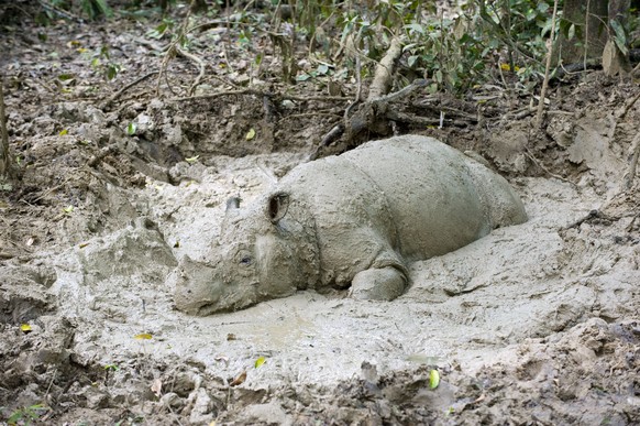 Sumatran Rhinoceros mud wallowing Dicerorhinus sumatrensis. Way Kambas National Park - Lampung Province - southern Sumatra - Indonesia. critically endangered / threatened species - fewer than 200 left ...