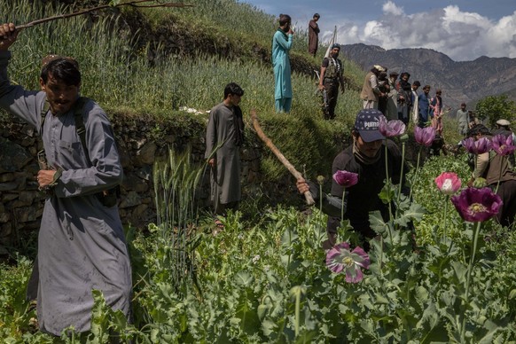 Campaign To Destroy Poppy Fields - Afghanistan EDITORIAL USE ONLY - Campaign to destroy poppy fields begins in Afghanistan as poppy fields harvest season is approaching. In April 2022, more than one y ...