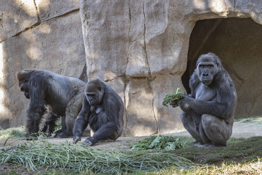 Members of the gorilla troop at the San Diego Zoo Safari Park in Escondido, Calif., are seen in their habitat on Sunday, Jan. 10, 2021. Several gorillas at the zoo have tested positive for the coronav ...