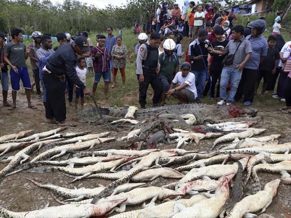 In this Saturday, July 14, 2018, poto, people look at the carcasses of crocodiles slaughtered by villagers in Sorong, West Papua, Indonesia. A mob slaughtered hundreds of crocodiles at a breeding grou ...