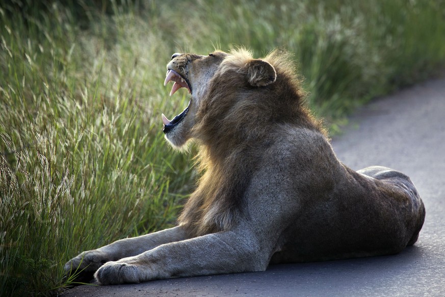 Ein Löwe im KNP präsentiert sein gefährlichstes Merkmal