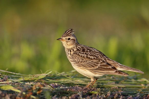 Feldlerche, Feld-Lerche (Alauda arvensis), steht auf gemaehter Wiese, Niederlande, Friesland Eurasian sky lark (Alauda arvensis), sitting on meadow, Netherlands, Frisia BLWS465609 Copyright: xblickwin ...