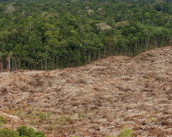 ARCHIV - 03.06.2008, Brasilien, Amazonas: Abholzung des Regenwalds im Amazonasgebiet in Brasilien. Jeden Tag werden gro�e Fl�chen Regenwald zerst�rt. (zu dpa �Artensterben: Wissenschaftler kritisieren ...