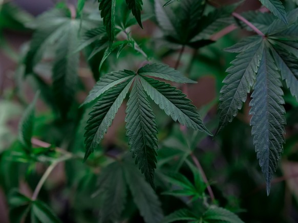 Bis zu drei Cannabis -Pflanzen sollen Menschen in Zukunft zu Hause haben dürfen.