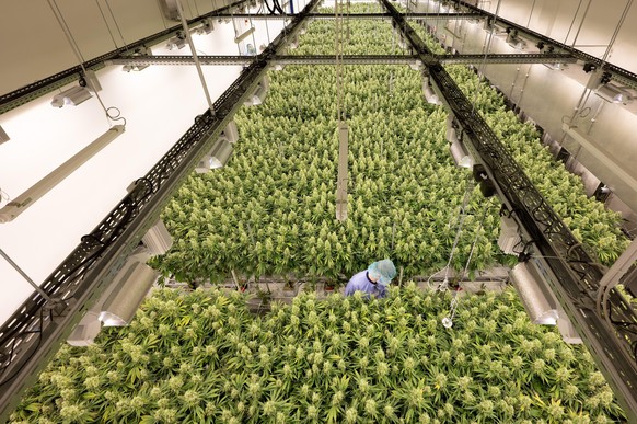Cannabispflanzen wachsen in einem Blüteraum des Pharmaunternehmens Demecan. Die 2017 gegründete Firma ist eines von drei Unternehmen, denen das Bundesinstitut für Arzneimittel und Medizinprodukte den  ...