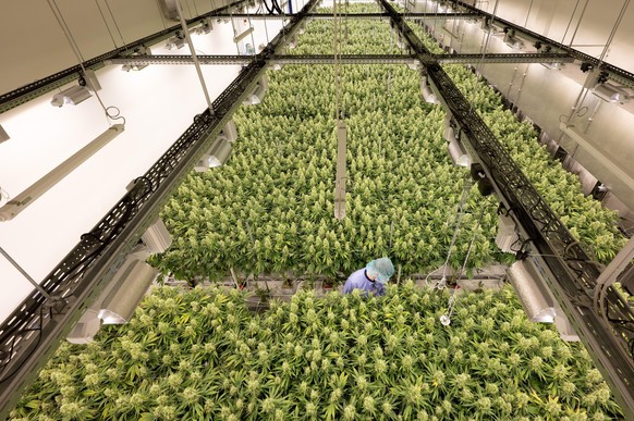 Cannabispflanzen wachsen in einem Blüteraum des Pharmaunternehmens Demecan. Die 2017 gegründete Firma ist eines von drei Unternehmen, denen das Bundesinstitut für Arzneimittel und Medizinprodukte den ...