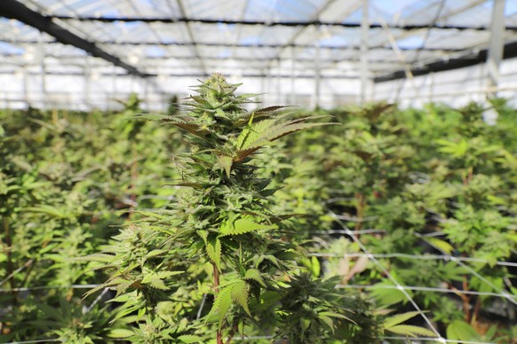 Cannabis-Social-Clubs sollen dann Gras in gtößeren Mengen für ihre Mitglieder anbauen dürfen