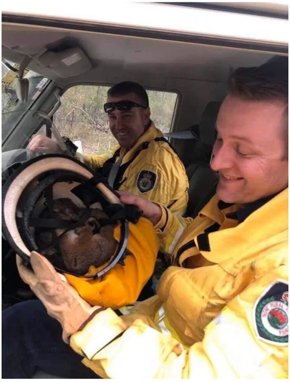 Was der Feuerwehrmann da in seinem Helm hat ist übrigens ein Ringelschwanzbeutler.