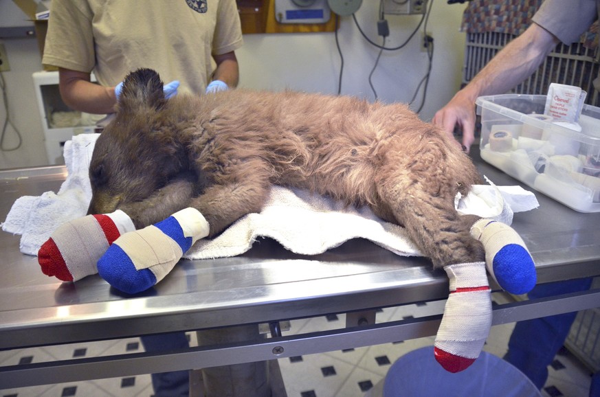 In this photo provided by Colorado Parks and Wildlife, a female bear cub lies on a table with bandages on her burned paws in Del Norte, Colo., June 27, 2018. The cub was rescued on June 22, 2018, from ...