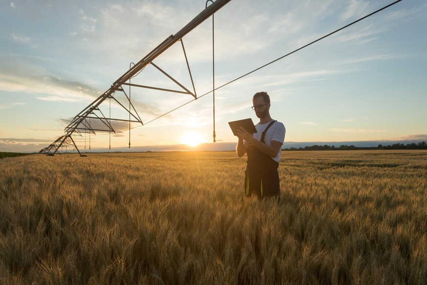 Serious young Caucasian farmer or agronomist standing in ripe wheat field beneath center pivot irrigation system and using a tablet at sunset