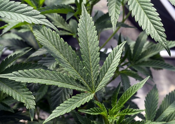 FILE - Marijuana plants are seen at a growing facility in Washington County, N.Y., May 12, 2023. New York could soon start to get more recreational marijuana dispensaries after a judge on Friday, Dec. ...
