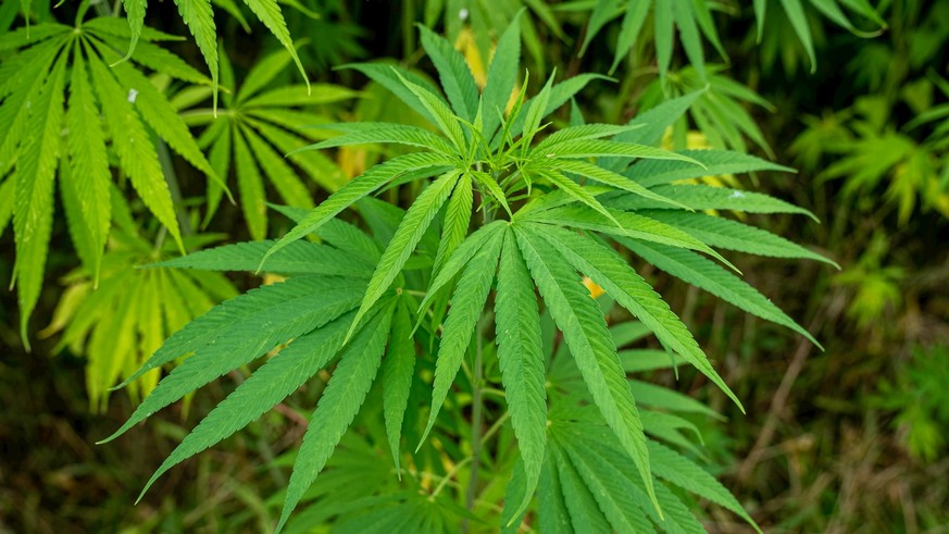 Am Freitag, 23. Februar, wird das Cannabis-Gesetz im Parlament beschlossen. Die Freigabe soll dann am 1. April folgen.