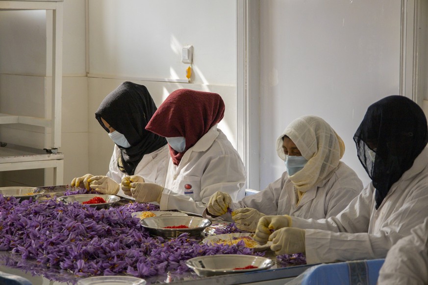 Saffron Women sort through saffron flowers at a processing facility in Herat, Afghanistan, November 20, 2024. The female workers contribute to the local saffron industry, which no longer requires arme ...