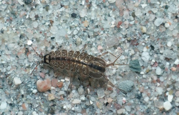 Wasserassel (Asellus aquaticus). | water louse (Asellus aquaticus). | Verwendung weltweit