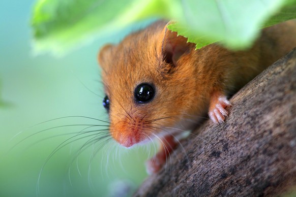 Haselmaus, Hasel-Maus (Muscardinus avellanarius), sitzt auf einem Ast und schaut hinunter, Deutschland, Hessen common dormouse, hazel dormouse (Muscardinus avellanarius), sitting on a branch, Germany, ...