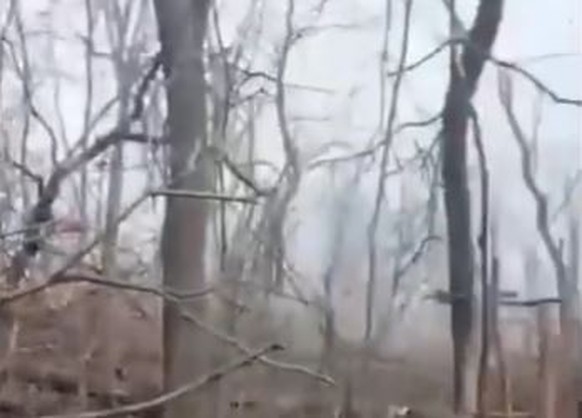 Im Video ist ein verwüsteter Waldabschnitt zu sehen.