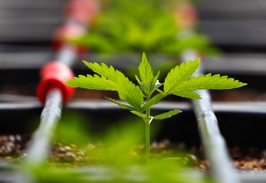 A cannabis plant is pictured at a medical cannabis farm near Kumanovo, North Macedonia September 13, 2019. Picture taken on September 13, 2019.REUTERS/Ognen Teofilovski