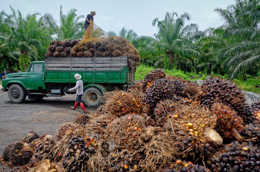 Plantation workers prepare to unload freshly harvested oil palm fruit bunches at a collection point.