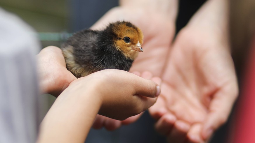 Dieses Küken darf leben. Es wächst nämlich in den behutsamen Händen des Kölner Zoos auf.