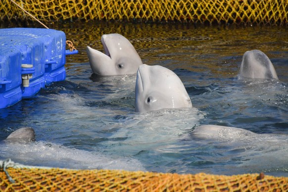 PRIMORYE TERRITORY, RUSSIA - MARCH 1, 2019: Beluga whales in a pool in the marine animals adaptation centre where illegally caught 11 orcas and 90 belugas that were to be sold to Chinese amusement par ...