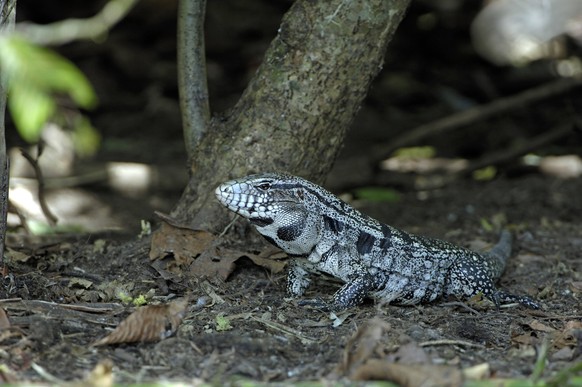 Baenderteju, Baender-Teju, Schwarz-Weisser Teju, Schwarzweisser Teju (Tupinambis merianae, Tupinambis meriane), Tier im Wald, Brasilien, Pantanal Argentine Black and White Tegu (Tupinambis merianae, T ...