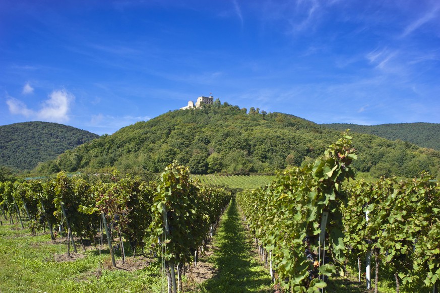 Bildnummer: 56134036 Datum: 10.09.2011 Copyright: imago/imagebroker
Hambacher Schloss, Hambach, Deutsche Weinstra�e, auch S�dliche Weinstra�e, Pfalz, Rheinland-Pfalz, Deutschland, Europa Reisen x0x x ...