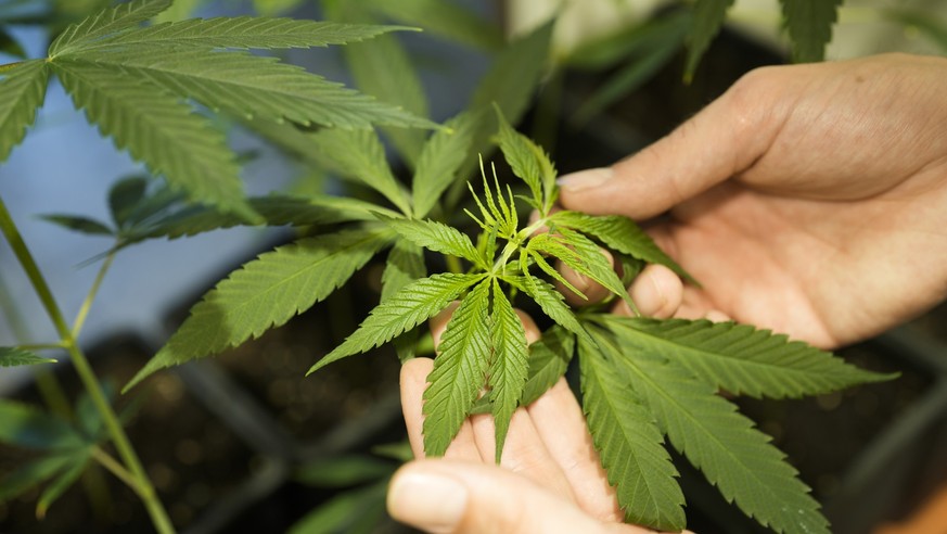 An employee shows a growing cannabis or hemp plant in a box at the Cannabis Museum in Berlin, Germany, Tuesday, Aug. 15, 2023. Germany&#039;s Cabinet is set to approve a plan to liberalize rules on ca ...