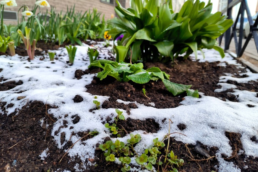 Russian Federation. Saint-Petersburg. Spring, May. It snowed in May. The residential yard was covered with snow. MaksimxKonstantinov