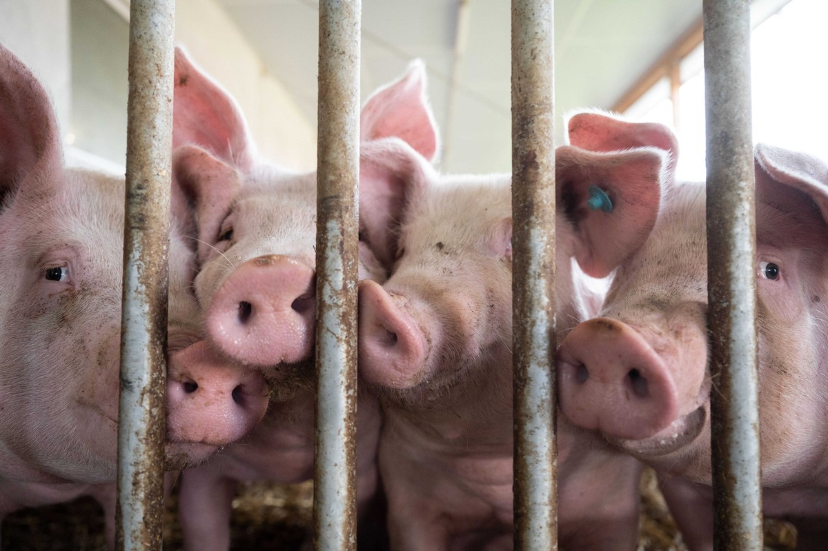 ARCHIV - 11.10.2021, Baden-Württemberg, Böhmenkirch: Schweine im Stall. Bei der Erzeugung von Fleisch in Deutschland entstehen durch Umwelt- und Klimaschäden laut einer Studie Kosten in Höhe von rund  ...