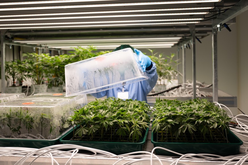 Cannabis-Jungpflanzen wachsen in einem Vegetationsraum des Pharmaunternehmens Demecan. Die 2017 gegründete Firma ist eines von drei Unternehmen, denen das Bundesinstitut für Arzneimittel und Medizinpr ...