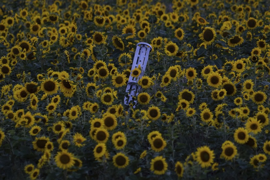 23.09.2022, Ukraine, ---: Eine Streumunition-Rakete liegt bei Sonnenuntergang in einem Sonnenblumenfeld im k