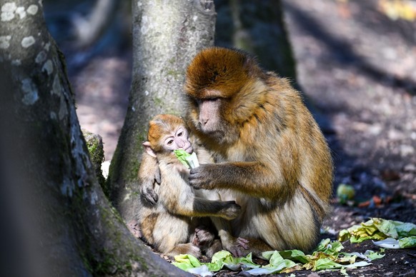 Affen gelten als Fehlwirte für Affenpocken.