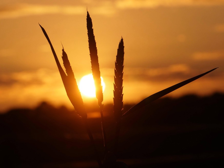 Feld mit noch gruenem Winterweizen im schoenen Sonnenlicht. Winterweizen auf einem Feld im Abendlichen Sonnenuntergang, *** Field with still green winter wheat in beautiful sunlight Winter wheat on a  ...