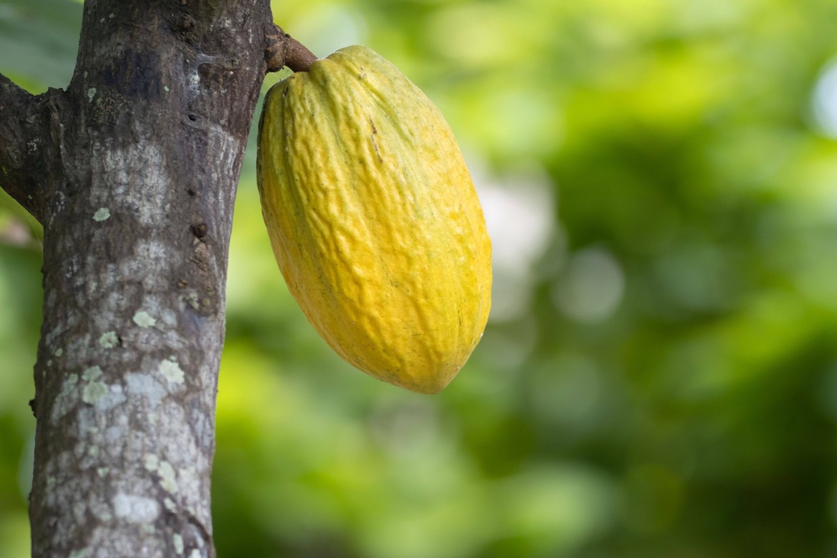 Kakaobohne am Baum Cacao bean on the tree, Theobroma cacao Copyright: xZoonar.com/ChristianxWeissx 20482596