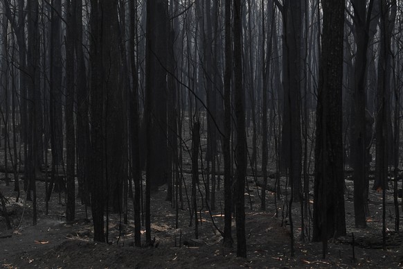BUSHFIRES NSW, The burnt landscape lining Benalong Road leading to Benalong Point and Manyana which came under intense fire threat yesterday south of Nowra, Sunday, January 5, 2020. Fire crews are wor ...