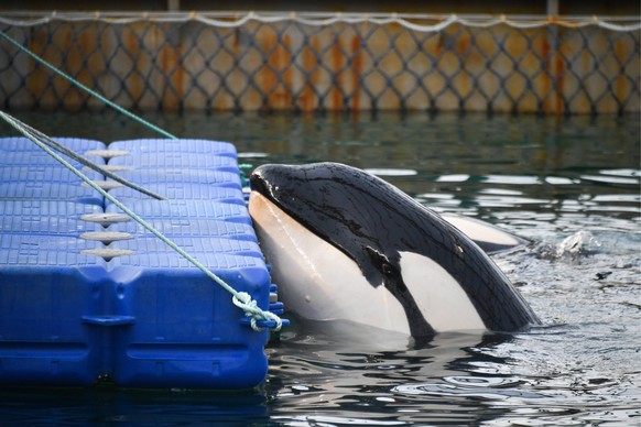 PRIMORYE TERRITORY, RUSSIA - MARCH 1, 2019: A killer whale in a pool where illegally caught 11 orcas and 90 belugas that were to be sold to Chinese amusement parks are being kept, in Srednyaya Bay nea ...